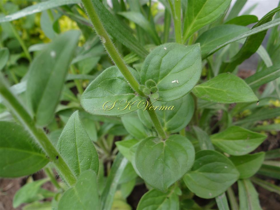  Leaves